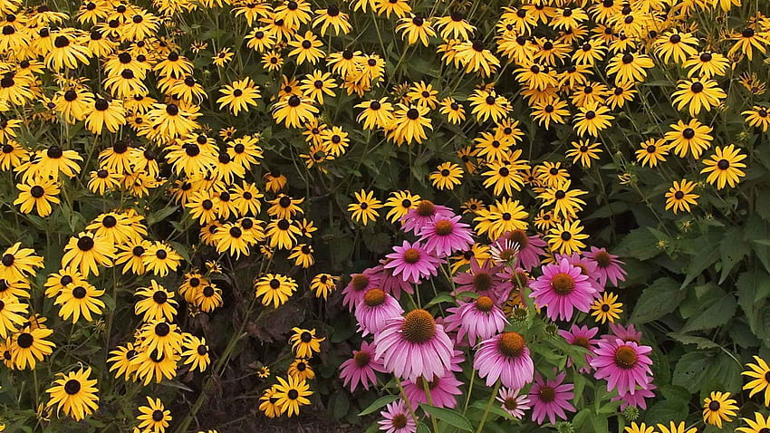꽃, 핑크, 녹색, 정원, Rudbekia, Rudbeckia HD 월페이퍼