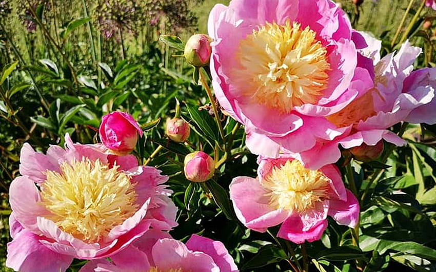 Peonies, Latvia, pink, flowers HD wallpaper