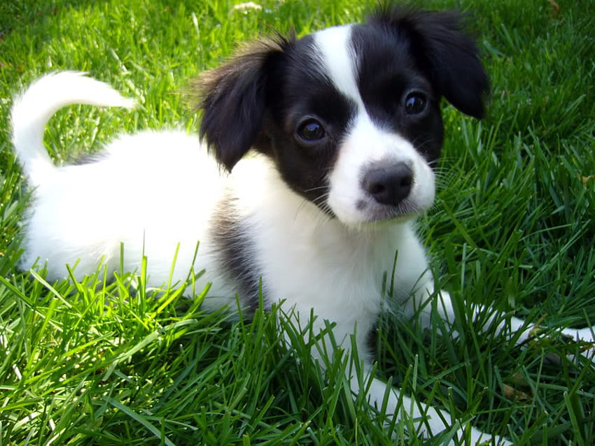 パンサーのかわいい子犬、かわいい、子犬、草、自然 高画質の壁紙