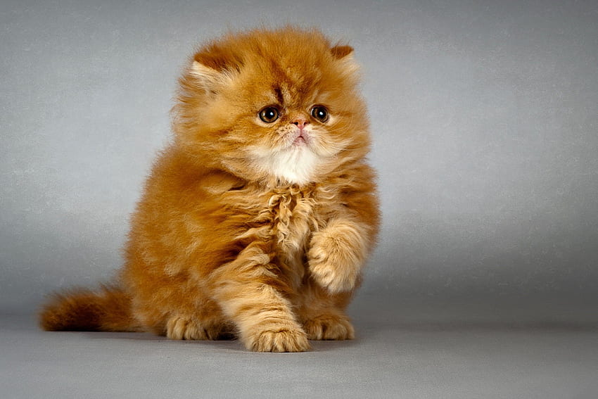 Kitten, animal, grey, cute, cat, orange, ginger HD wallpaper