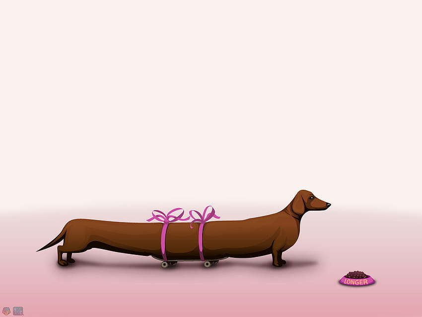 My Little Dog, dog, puppy, dachshund, ribbons, food, long HD wallpaper