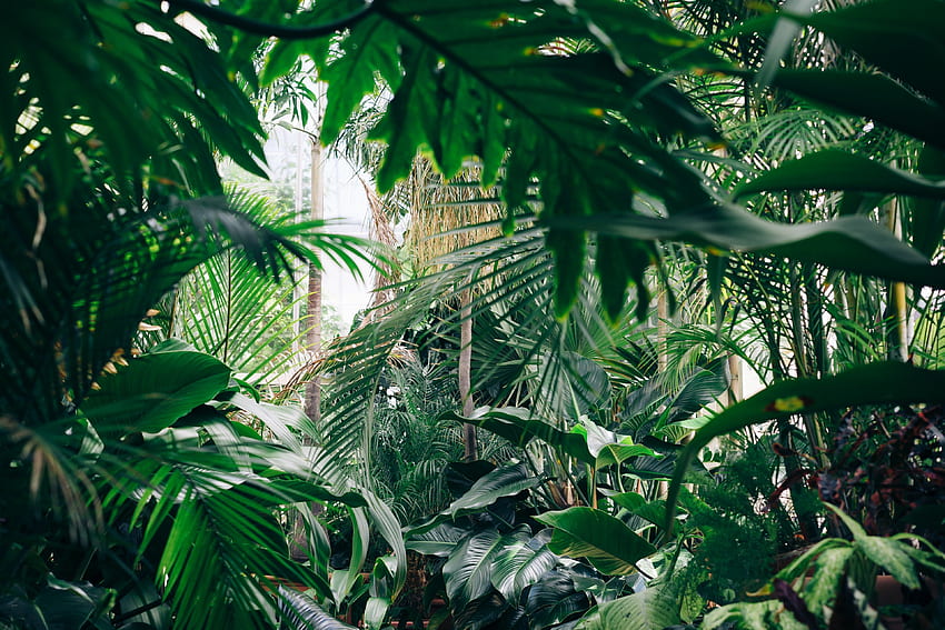 árbol planta selva y verde y fondo de pantalla