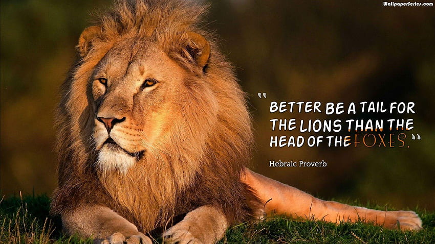 Frases motivacionales profundas de la vida: Citas motivacionales de leones, Biblia de motivación de leones fondo de pantalla