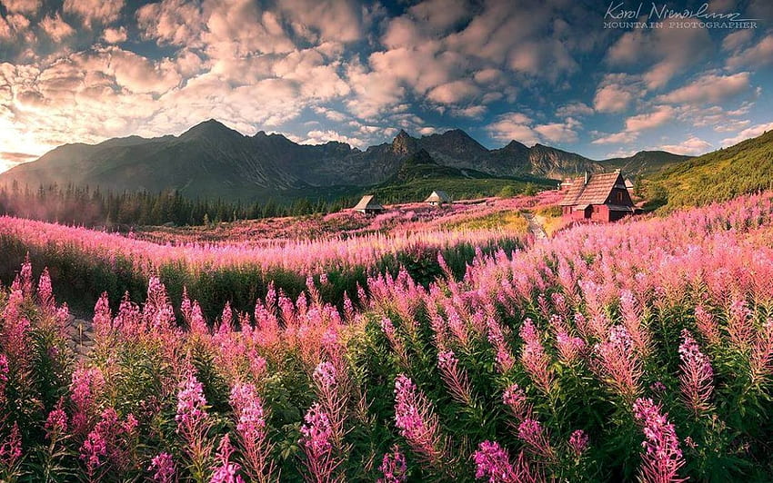 Tatry โปแลนด์ สีชมพู Tatry ทุ่งหญ้า ดอกไม้ โปแลนด์ ภูเขา วอลล์เปเปอร์ HD