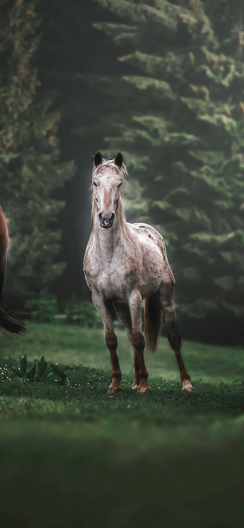 Konie, zwierzęta, stado, bieg, portret - iPhone X Tapeta na telefon HD