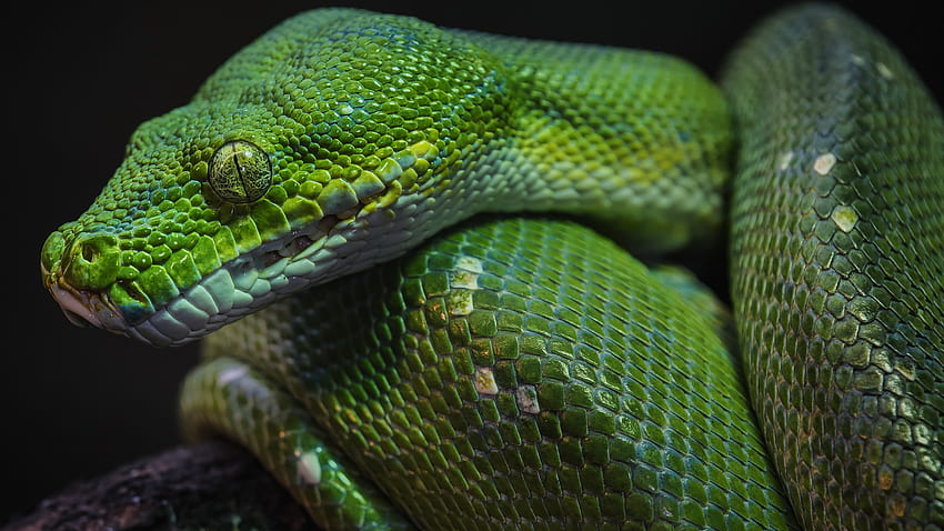 검은 배경 뱀에 녹색 파이썬 뱀의 근접 촬영 보기 HD 월페이퍼
