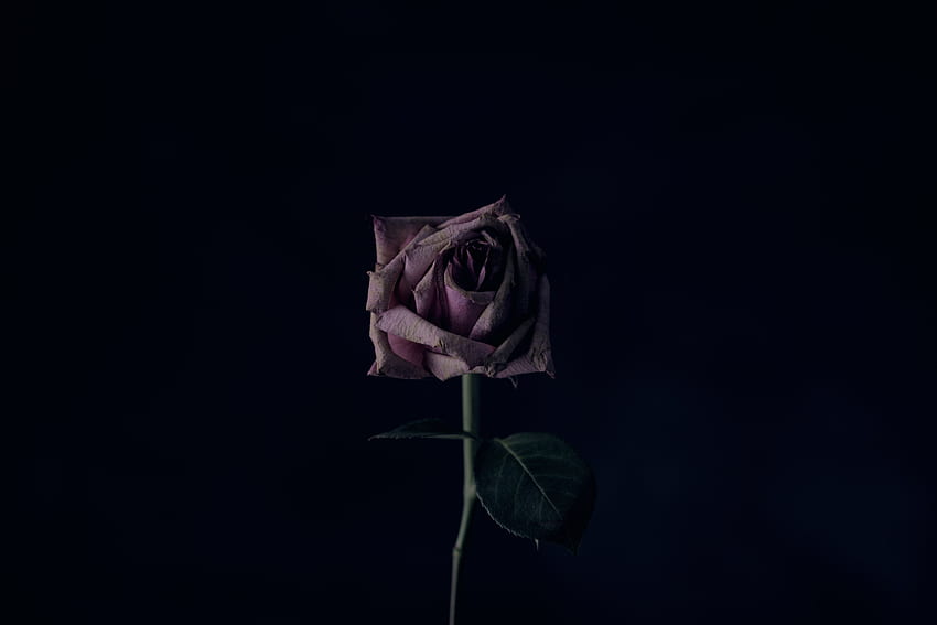 flor, oscuro, flor rosa, rosa, brote, negro fondo de pantalla