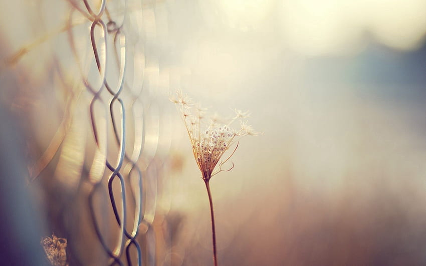 Grass, Background, Macro, Blur, Smooth, Branch, Fence, Dry HD wallpaper