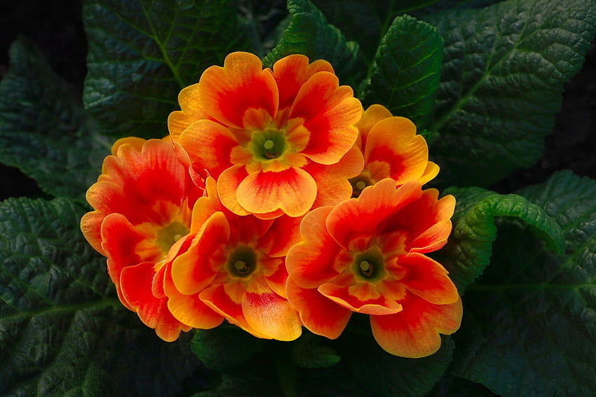 Pierwiosnek, Kwiaty, Pomarańcza, Liście Tapeta HD