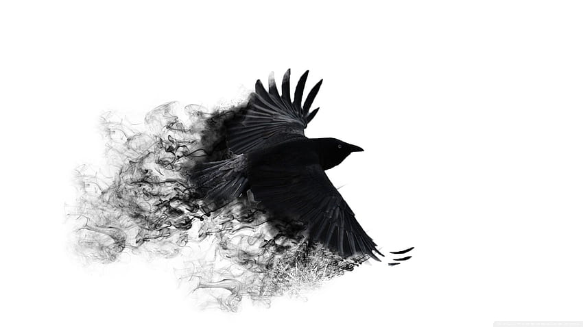 Crow Ultra Background for U TV : & UltraWide & Laptop : Multi Display, Dual Monitor : Tablet : Smartphone, Cool Crow HD wallpaper