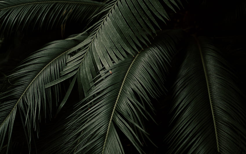 葉, 植物, 緑, 暗い, 植物園ウルトラ 16:10 背景 高画質の壁紙