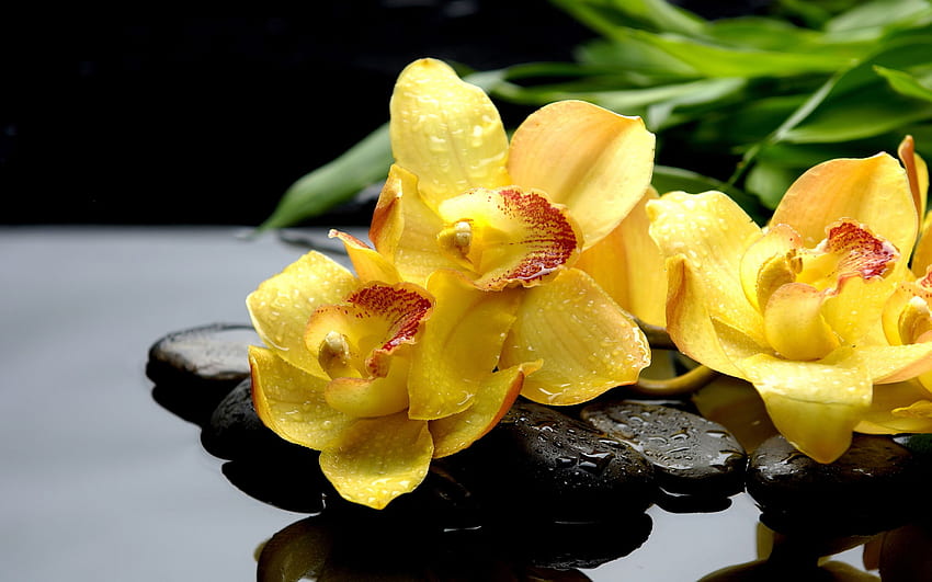 yellow orchids - HD wallpaper