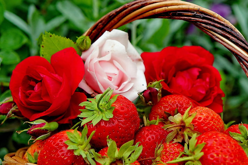 Bunga, Makanan, Stroberi, Mawar, Berry, Tunas Wallpaper HD
