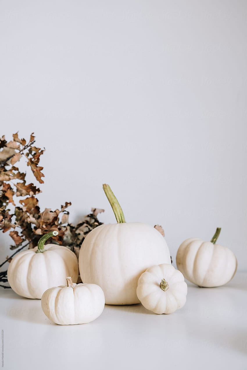 White Pumpkins Desktop Wallpapers  Top Free White Pumpkins Desktop  Backgrounds  WallpaperAccess