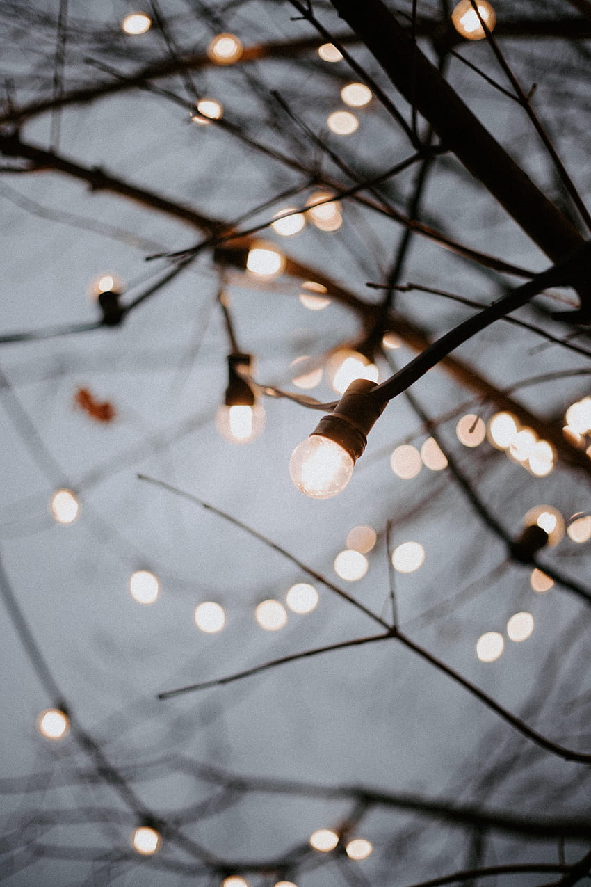 Shine, Light, , , Branches, Garland, Decoration, Garlands, Light Bulbs