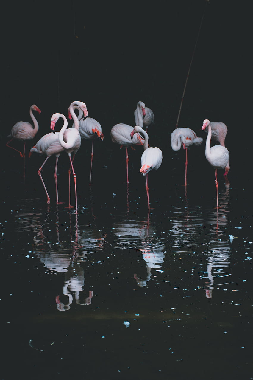 Vögel, Wasser, Flamingo, Reflexion, Dunkel, Becken HD-Handy-Hintergrundbild