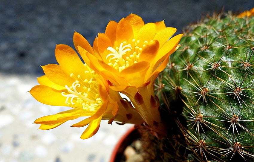 macro, flowers, , yellow, cactus for HD wallpaper