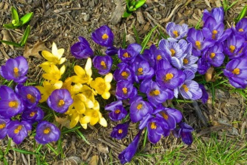 Carpet of crocuses, colorful, beautiful, grass, spring, nice, carpet, delicate, crocus, pretty, violet, freshness, yellow, nature, flowers, lovely HD wallpaper