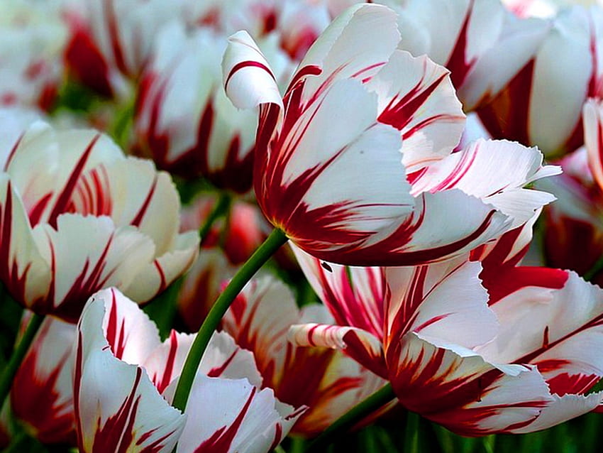 plantas, tulipanes fondo de pantalla