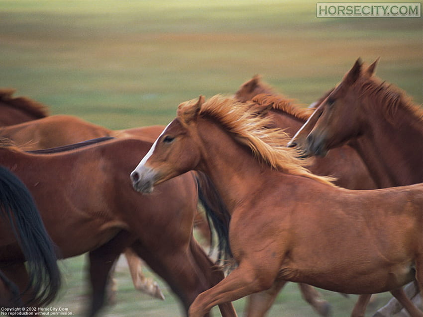Фокусиране върху избрания кон, коне, кестен, бягане, животни, стадо HD тапет