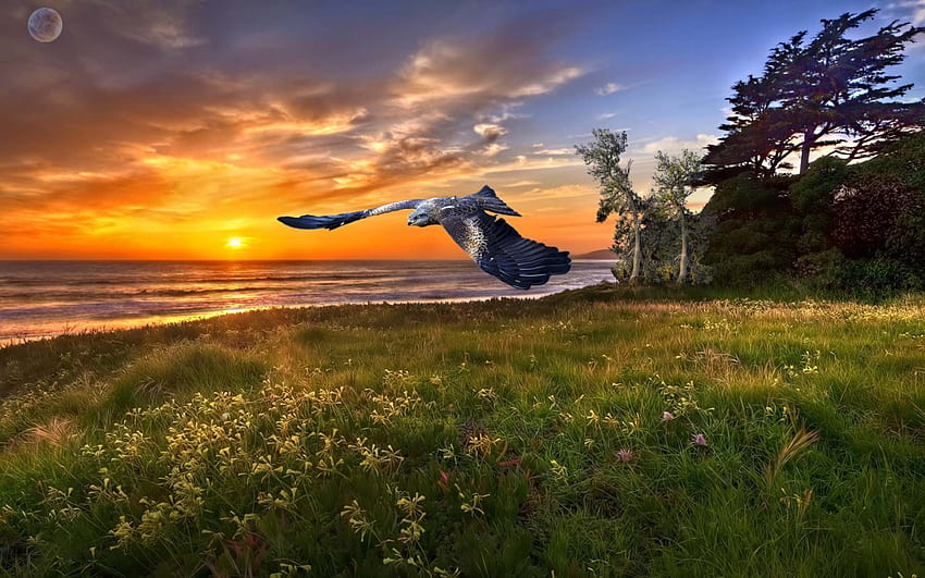 Bird-sunset, sea, grass, bird, Suset HD wallpaper