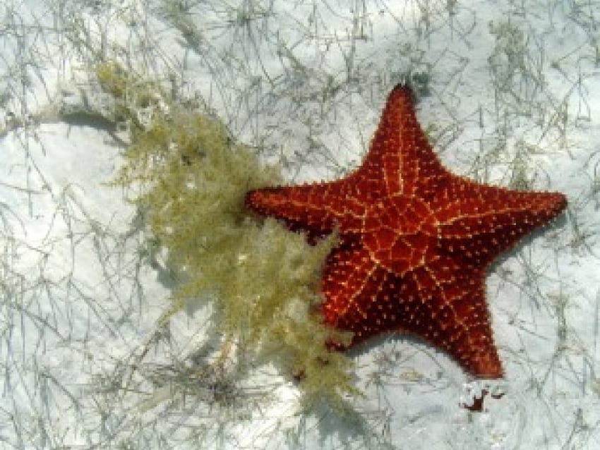 Ocean, starfish, oceans, fish, nature HD wallpaper