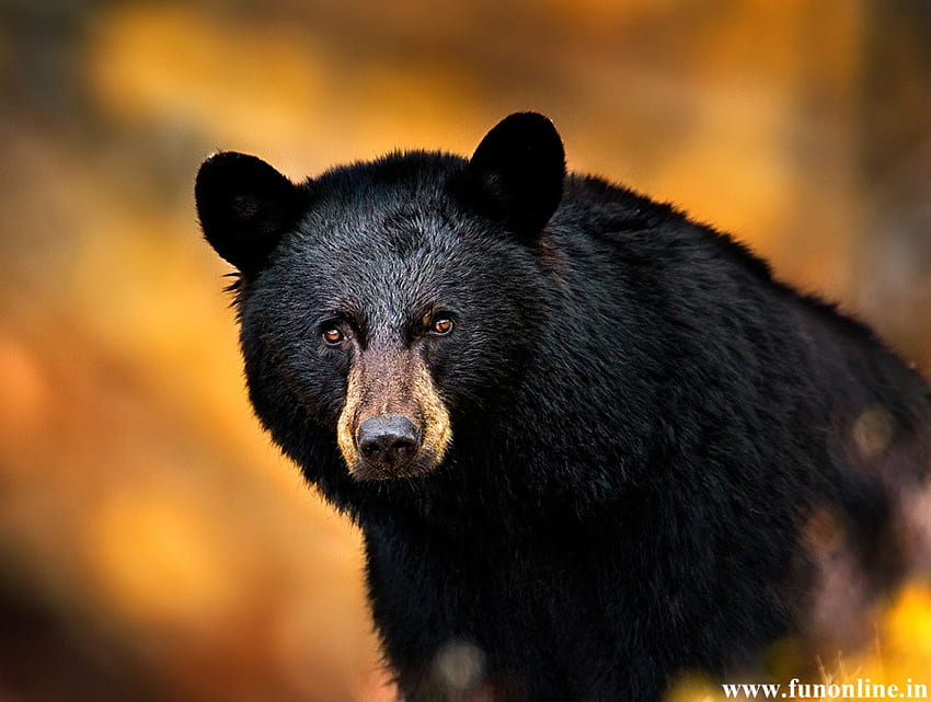 Black Bear Orsi neri americani, fresco orso nativo americano Sfondo HD