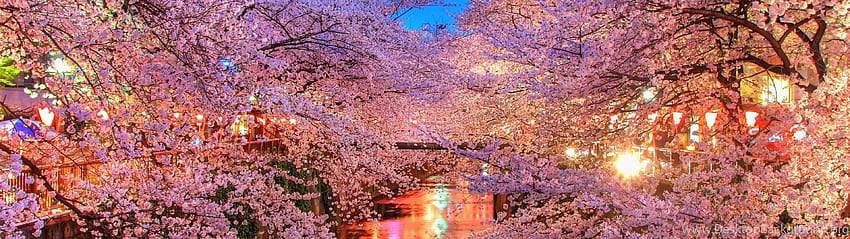 O hanami, Blossom, Sakura, Giappone, doppio schermo giapponese Sfondo HD