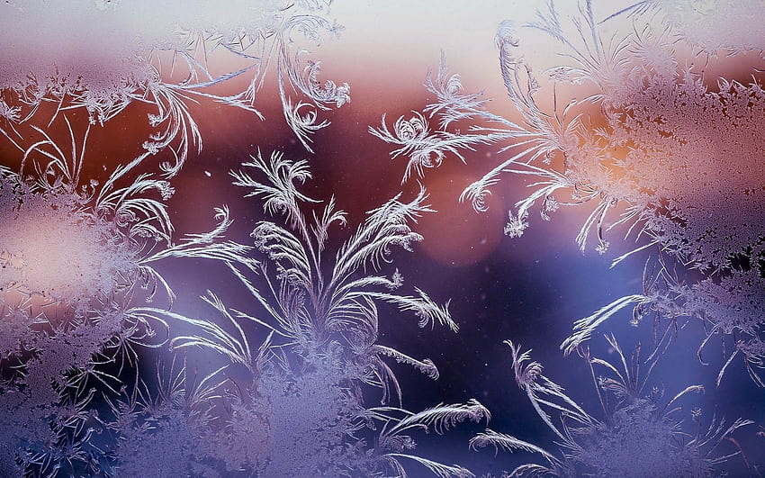 Flores de hielo, frío, invierno, vidrio, ventana. fondo de pantalla