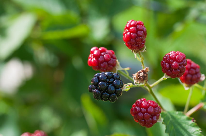 Berries, Blackberry, Macro, Branch HD wallpaper