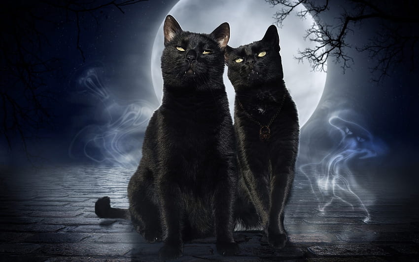 luna llena, gatos negros y un fantasma, negro, gato, pisica, halloween, fantasma, luna, fantasia, pareja, luna, luminos fondo de pantalla