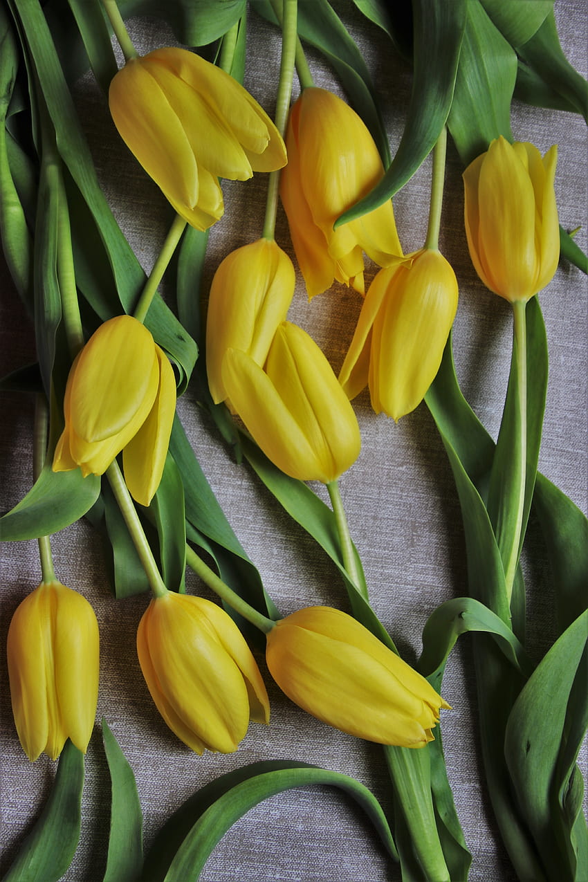 Tulips, fresh, yellow flowers HD phone wallpaper