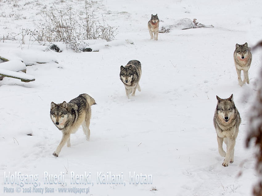 눈 속에서 달리는 늑대, 달리는 늑대, 늑대, 동물, 눈, 늑대 팩, 자연, 회색 늑대 HD 월페이퍼