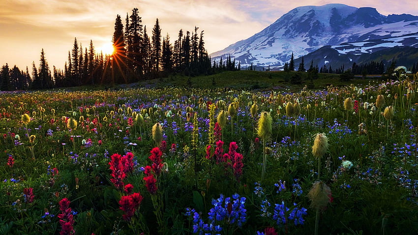 Mount Rainier in Spring, Washington, kraj, chmury, drzewa, niebo, łąka, kwiaty, pasmo kaskadowe, usa, kwiaty, zachód słońca Tapeta HD