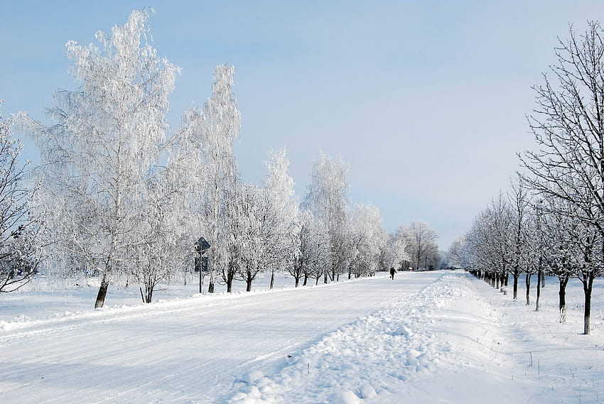 Zima, Natura, Drzewa, Śnieg, Droga, Aleja, Człowiek, Osoba Tapeta HD