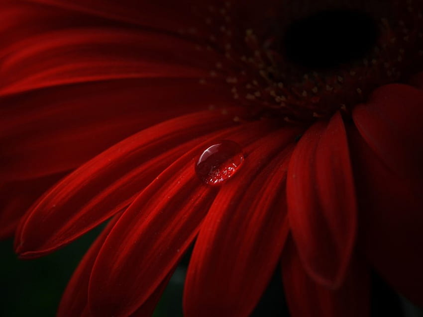 Rote Gerbera, Tropfen, Wasser, Gerbera, rot HD-Hintergrundbild
