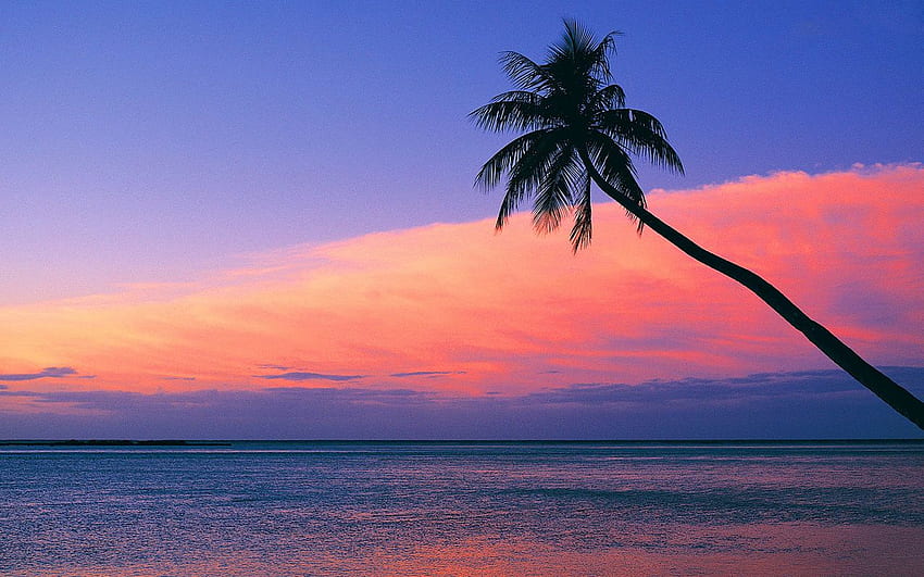 Betrachten Sie den rosafarbenen Sonnenuntergang vom Strand Purple Tropical Sunset Beach aus HD-Hintergrundbild