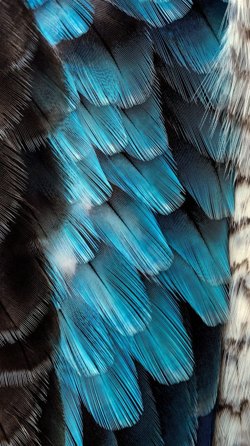 Plumage, gros plan, plumes, . Oiseau , , Oiseaux colorés Fond d'écran de téléphone HD
