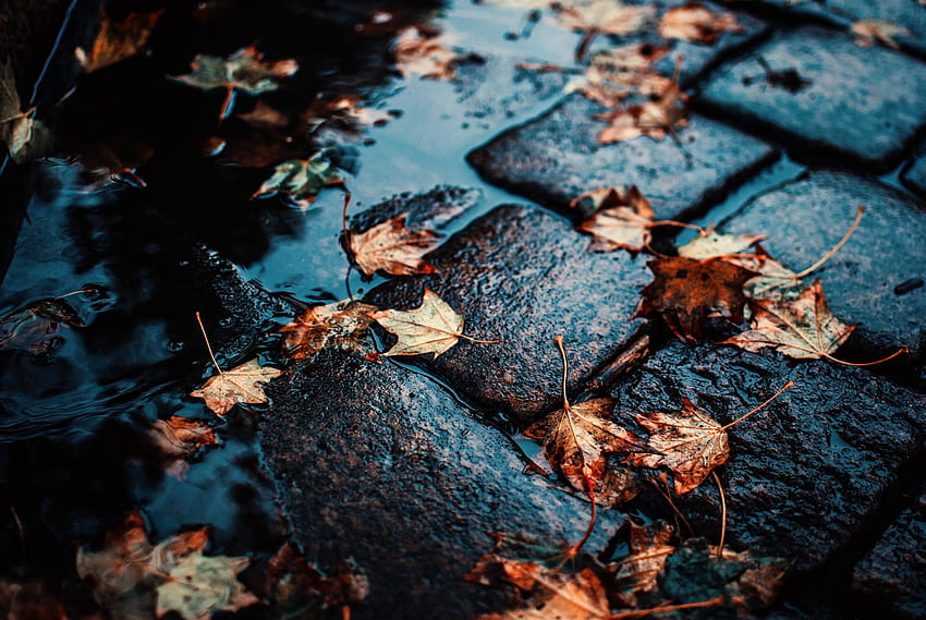 通り、濡れた葉、カエデ、秋、水 高画質の壁紙
