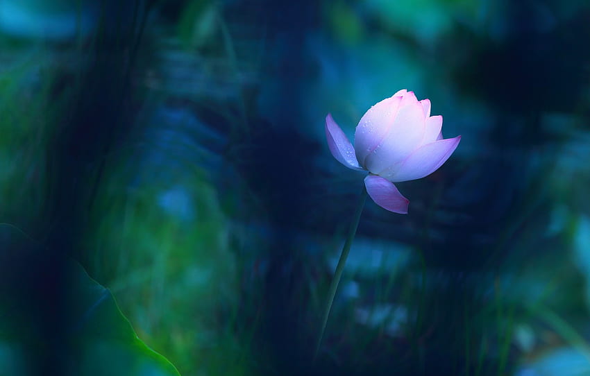 ดอกไม้ ใบไม้ ดอกไม้ สีน้ำเงิน บ่อน้ำ ไฟ พื้นหลังสีเข้ม พื้นหลัง การรักษา เบลอ ลำต้น หน่อ ดอกบัว แสงอ่อน ศิลปะสำหรับ ส่วน цветы Lotus Flower Art วอลล์เปเปอร์ HD
