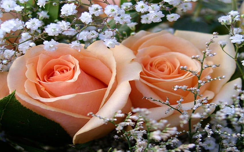 Peachy-Keen-Jelly Bean Roses..., szczerość, sympatia, wdzięczność, skromność Tapeta HD
