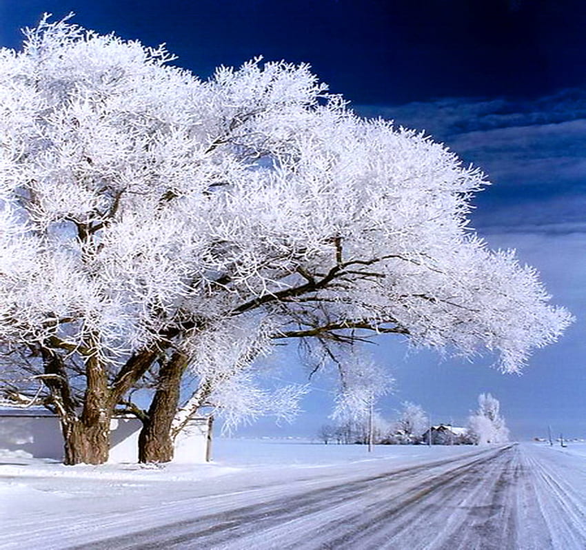 冬の道、冬、青空、雪、家、寒さ、道、国、雪に覆われた木 高画質の壁紙