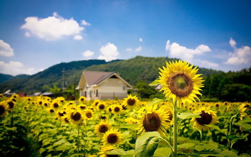 Hut on the Sunflowers field, summer, sunflowers, field, hut, sky, nature, cottage HD wallpaper