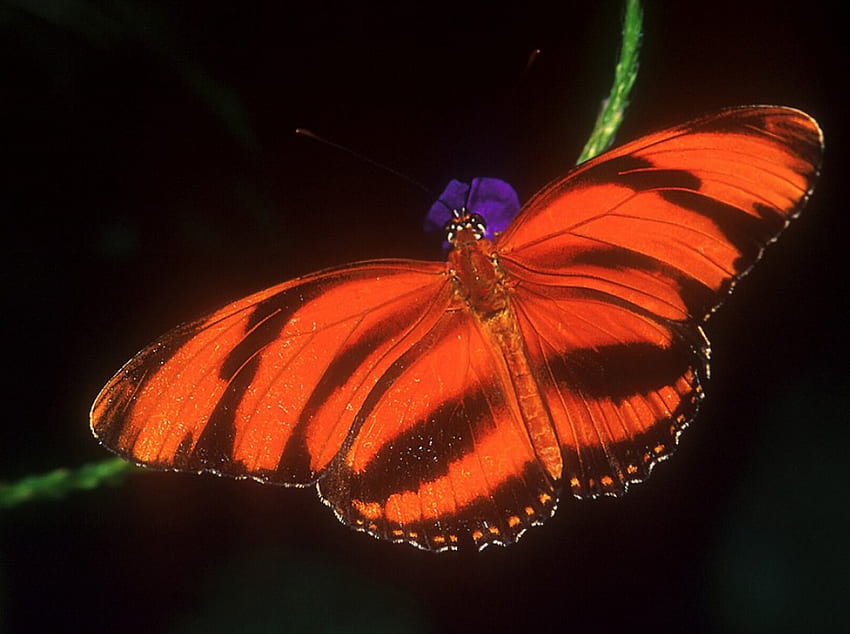 Tiger Stripes, mariposa con rayas de tigre, flor morada fondo de pantalla