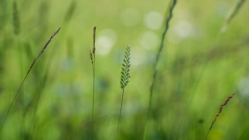 Grass, Background, Macro, Light, Light Coloured, Blurred, Greased HD wallpaper