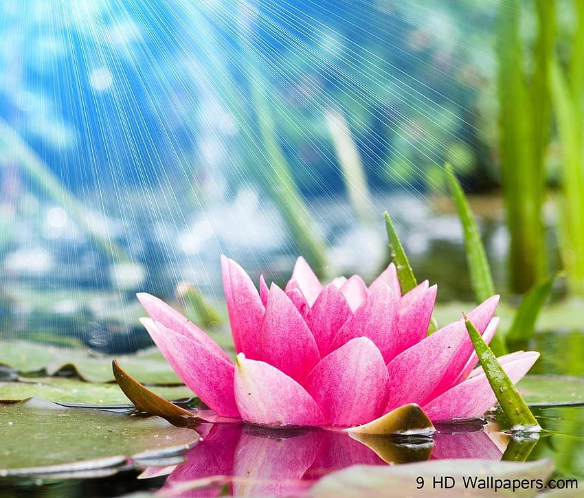 Lotus Flower Plant Water . cute HD wallpaper