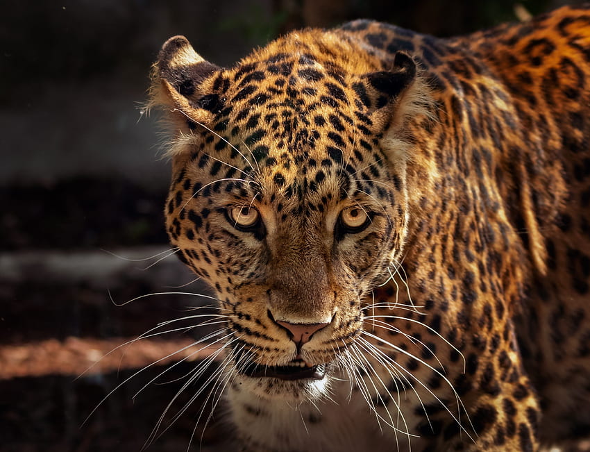 Wild, predator, curious, muzzle, jaguar, animal HD wallpaper