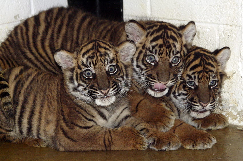 tiger cubs, cat, wild life, tiger, cub HD wallpaper