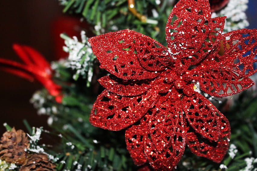 休日, クリスマスの飾り, 装飾, ポインセチア, オーナメント 高画質の壁紙