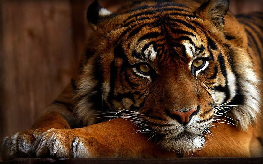 Tiger Wide For > Sub, Tiger Warrior HD wallpaper